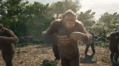 monkey gif download.